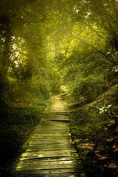 Een houten pad kronkelt door een groen bos van Geert Van Baelen
