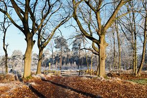 path in forest nature in winter