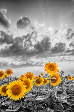 Tournesols au coucher du soleil | colorkey sur Melanie Viola