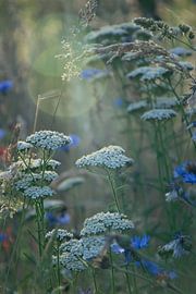 Botanische Ruhe von Kimfaesdesign