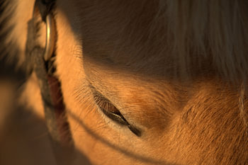 Paard