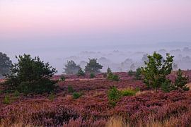 Sunrise on the Hoge Veluwe in the Netherlands on a foggy morning by Eye on You