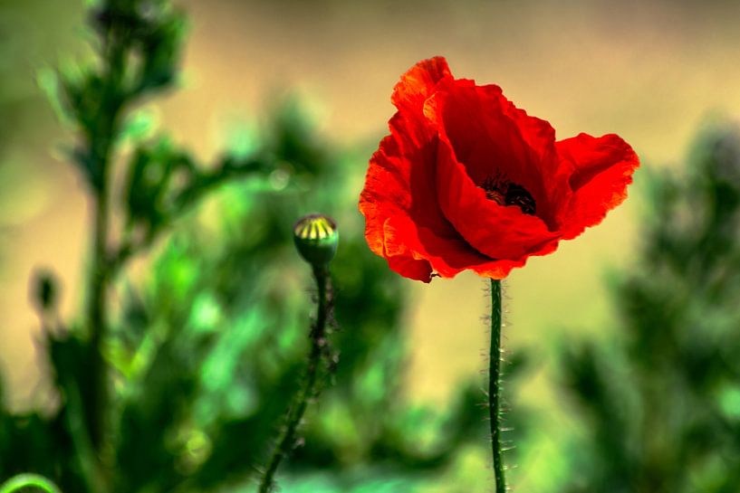 Profitez de la nature : amour des coquelicots par Photoart-Naegele