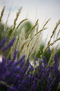 lavendel Valensole 4 van Vincent Xeridat