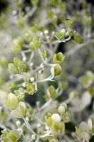 Hydrangea buds