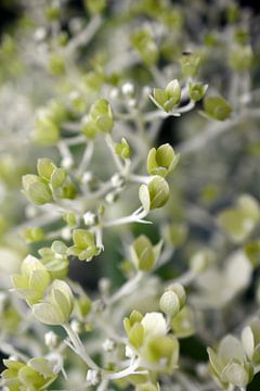 Bourgeons d'hortensias sur Bettina Schnittert