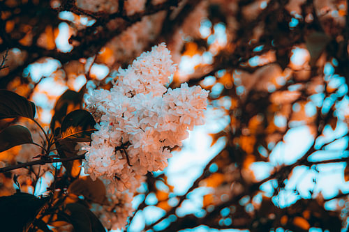 goldenhour flowers