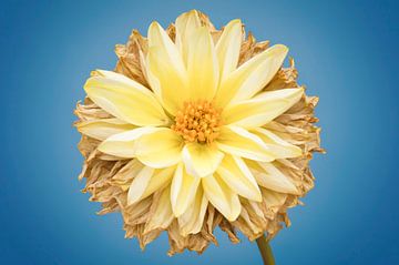 Dahlia in de herfst; gloeiend licht van Sven Wildschut