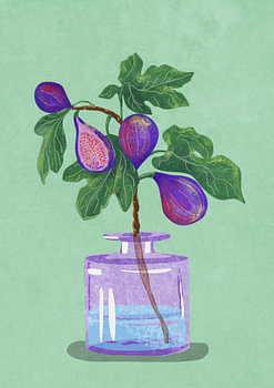 Feigenzweig in Vase