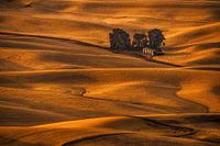 Gouden veld