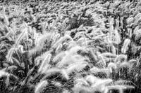 dancing wheat
