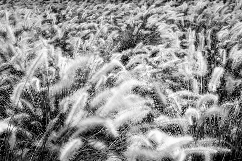 dancing wheat van Jarno van Osch