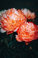 Pivoine