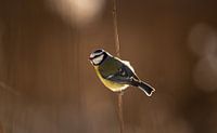 Blue tit in the reeds