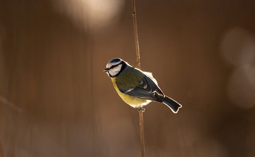 Blaumeise im Schilf