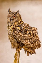 Hibou, Bubo bubo
