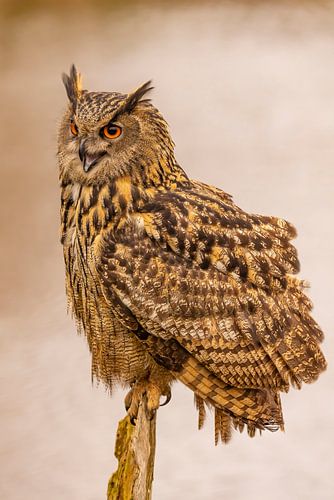 Oehoe, Bubo bubo