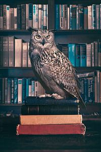Faszinierende Bildmanipulation einer Eule in einer Bibliothek - Mystic and Wisdom Art
