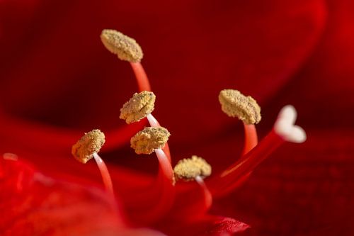 Heart of an amaryllis