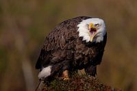 Weißkopfseeadler