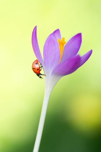 Marienkäfer im Frühling