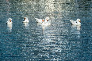 Hausgänse im See
