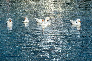 Oies domestiques dans le lac sur Dieter Walther