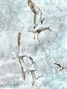 Birds by Gitta Reiszner thumbnail