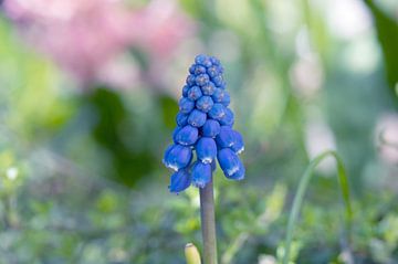 Blauwe druifjes van Ivonne Fuhren- van de Kerkhof