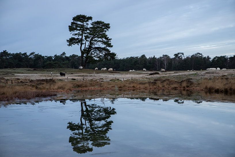 Forest lake Heidestein Bornia estate! by Peter Haastrecht, van