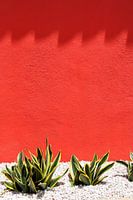Groengele cactus voor rode muur met schaduw
