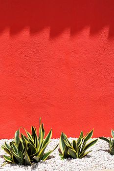 Greenish-yellow cactus for red wall with shade