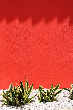 Groengele cactus voor rode muur met schaduw van Studio LE-gals