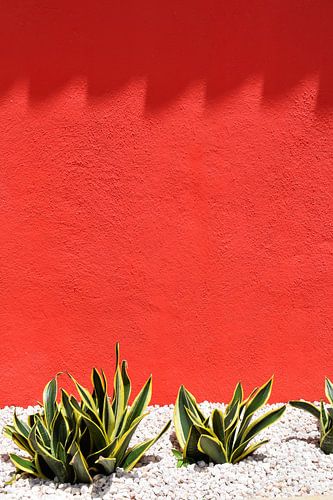 Cactus jaune-verdâtre pour mur rouge à l'ombre