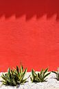 Greenish-yellow cactus for red wall with shade by Studio LE-gals thumbnail