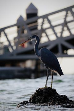 reiger in Dubai van sam van Spall