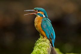Eisvogel, der im Wurf fotografiert wurde. von Jeroen Stel