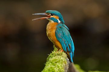 Eisvogel, der im Wurf fotografiert wurde. von Jeroen Stel