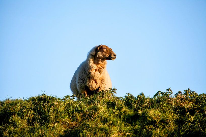 On top of the dike by Kim Schneider