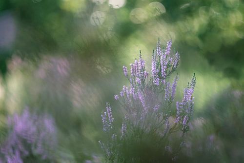 Purple heather details