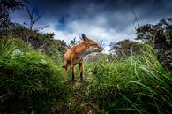 A fox trail by Ruud Peters thumbnail