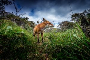A fox trail van Ruud Peters