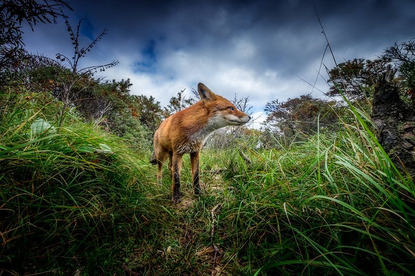 A fox trail van Ruud Peters