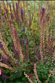 lavender analogue photography
