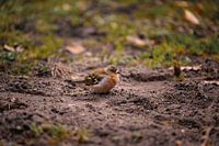 Finch in the forests of Utrecht