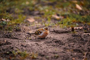 Finch in the forests of Utrecht by Paul Poot