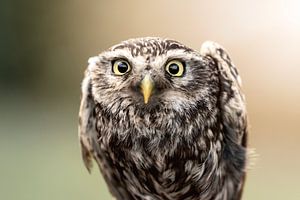 Coup d'oeil avisé - Portrait d'une chouette - Petite chouette
