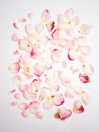 Pink Flowers Wall Decoration in Terrarose – Minimalist Trend Art 2026 by Gertinez Gallery