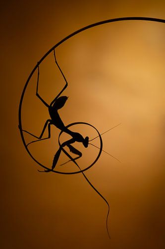 Bidsprinkhaan op gulden snede