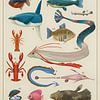 Marine Life from Hoenn by Steven Kingsbury